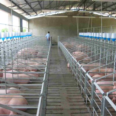 Jaulas para cerdas en gestación