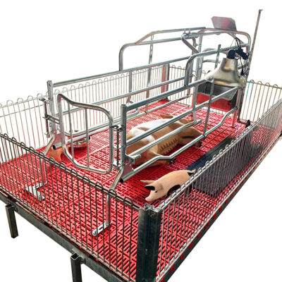 Cama elevada cerda materna comedero seco